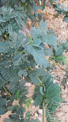mesquite