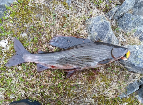European Grayling
