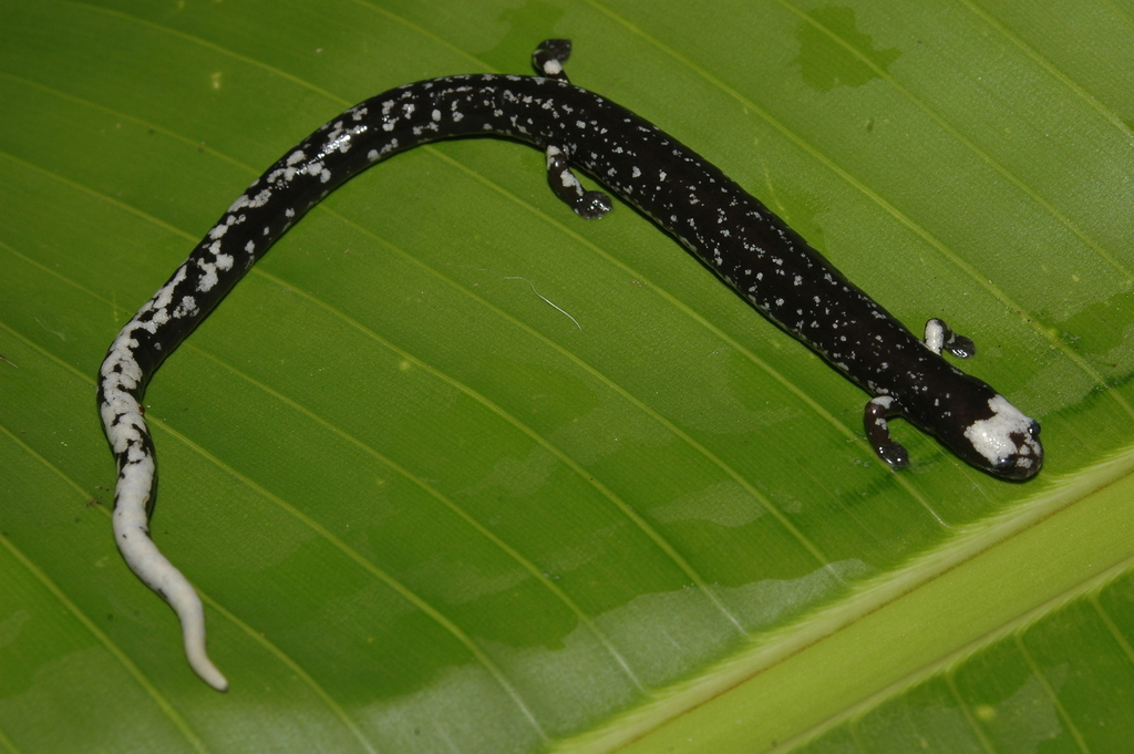 Los Diamantes Worm Salamander