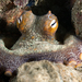 Lesser Two-spot Octopus - Photo (c) Phil Garner, all rights reserved, uploaded by Phil Garner