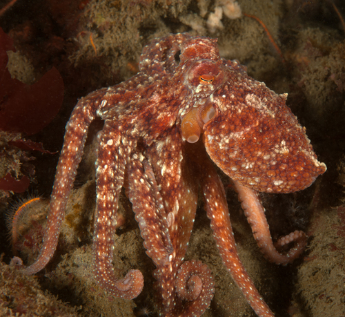 East Pacific Red Octopus (Octopus rubescens) · iNaturalist