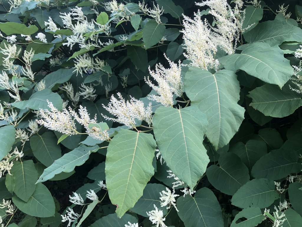 Reynoutria sachalinensis