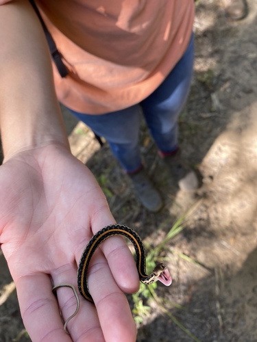 Common Garter Snake observation photo