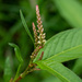 Persicaria lapathifolia lapathifolia - Photo (c) eugenesmurgis, todos os direitos reservados, uploaded by eugenesmurgis