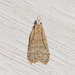 Spotted Dichomeris Moth - Photo (c) Timothy Reichard, all rights reserved, uploaded by Timothy Reichard