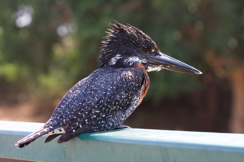 Giant Kingfisher