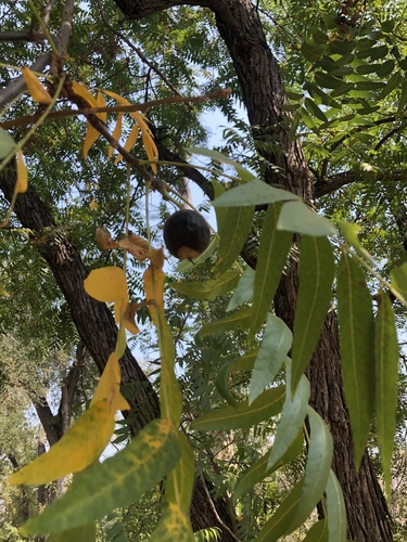 Hind's Black Walnut fruiting