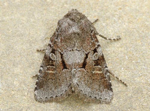 Oligia minuscula (Morrison, 1875)