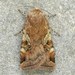 Noctuini - Photo (c) David Beadle, כל הזכויות שמורות, הועלה על ידי David Beadle