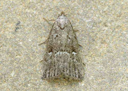 Swampland Hypenodes