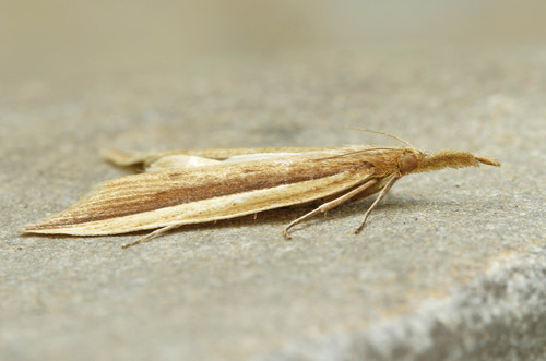 White-edged Donacaula