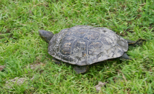 Caspian Turtle