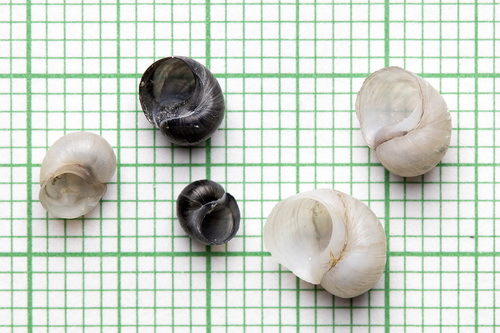 Gravel Snail