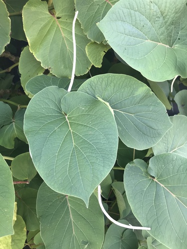 Piper auritum - Whole tree