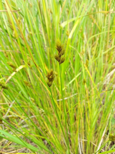 Crawford's sedge (Carex crawfordii)