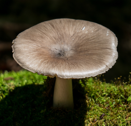 Eastern American Platterful Mushroom