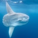 Common Mola - Photo (c) twheel, all rights reserved