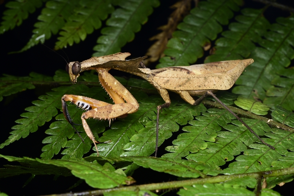 Giant Dead Leaf Mantis in July 2020 by Steven Wong · iNaturalist