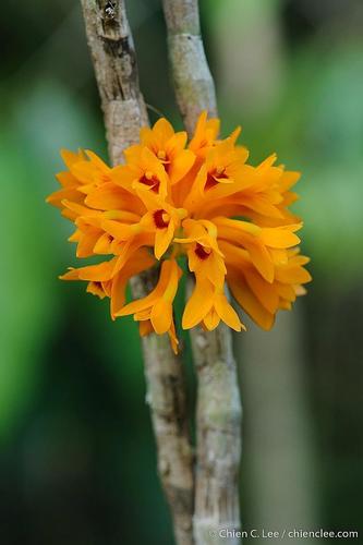Tiongii Orchid