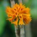 Dendrobium tiongii - Photo (c) Chien Lee, todos los derechos reservados, subido por Chien Lee