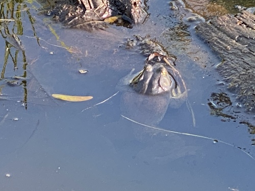 iNaturalist observation photo of American Bullfrog