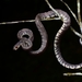 Mountain Slug Snake - Photo (c) Steven Wong, all rights reserved