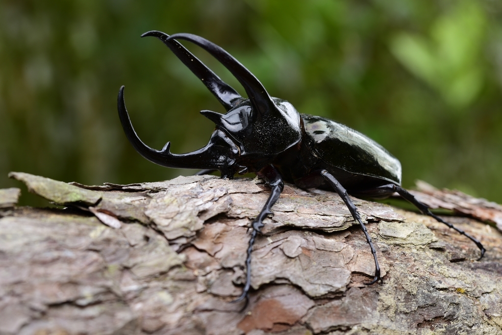 Chalcosoma chiron kirbyi from Fraser's Hill on July 19, 2020 at 04:53 ...