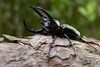 Chiron Beetle - Photo (c) Steven Wong, all rights reserved, uploaded by Steven Wong