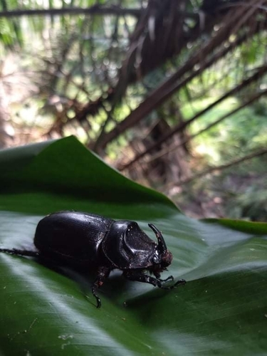Oryctes owariensis