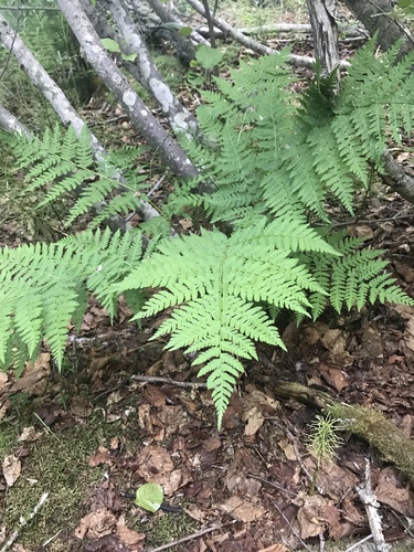 Common Lady Fern