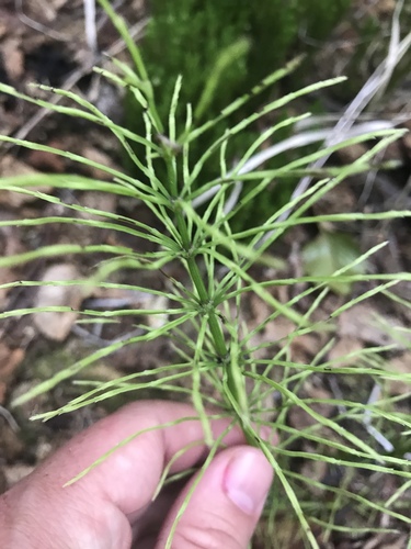 field horsetail