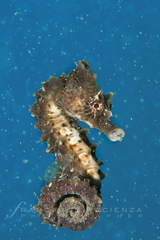 Short-Snouted Seahorse