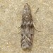 Ephestia kuehniella - Photo 由 David Beadle 所上傳的 (c) David Beadle，保留所有權利