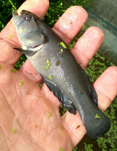Austrolebias monstrosus