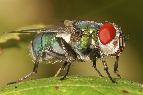 Banded Blowfly