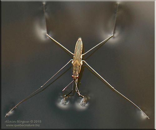 Aquarius conformis (Uhler, 1878)