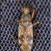 Ligyrocoris - Photo (c) Alain Hogue, all rights reserved, uploaded by Alain Hogue