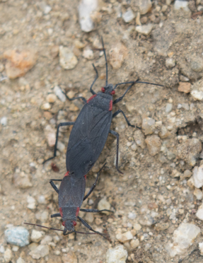 iNaturalist observation photo of Red-shouldered Bug
