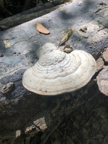 Southern Clam Shell