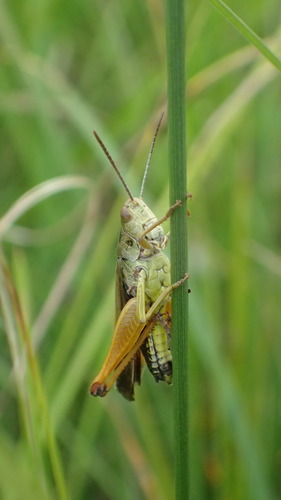 Common Green Grasshopper