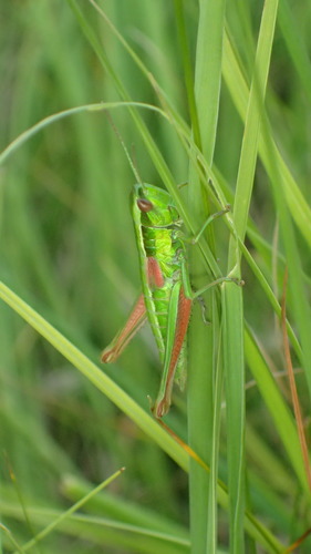Small Gold Grasshopper
