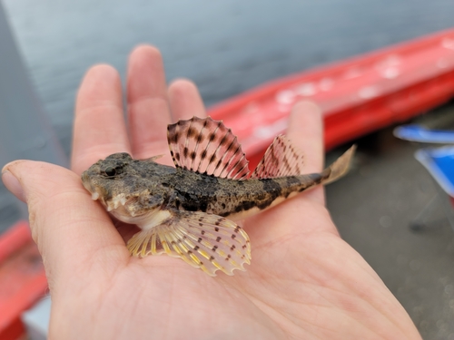 Arctic Staghorn Sculpin