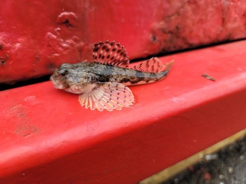 Arctic Staghorn Sculpin