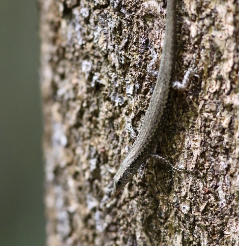 Moth Skink