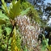Bocconia frutescens - Photo (c) Joseline Cruz, όλα τα δικαιώματα διατηρούνται, uploaded by Joseline Cruz