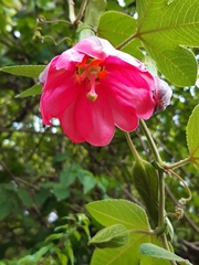 Passiflora tripartita image