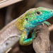 Gaige’s Rainbow Lizard - Photo (c) Robert Siegel, all rights reserved
