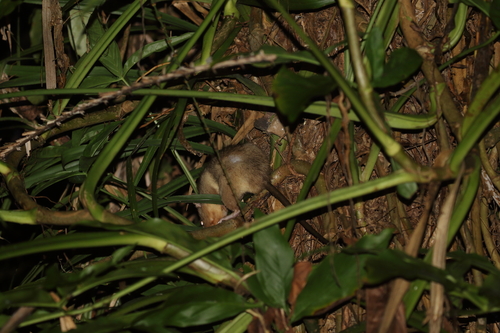 Annandale's rat