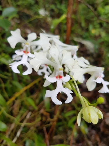 Cryptopus elatus