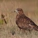 Common Buzzard - Photo (c) Денис Жбир, all rights reserved, uploaded by Денис Жбир